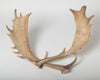 Pair Vintage Fallow Deer antlers (natually shed)