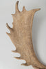 Pair Vintage Fallow Deer antlers (natually shed)