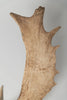 Pair Vintage Fallow Deer antlers (natually shed)