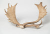 Pair Vintage Fallow Deer antlers (natually shed)