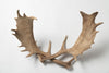 Pair Vintage Fallow Deer antlers (natually shed)