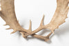 Pair Vintage Fallow Deer antlers (natually shed)