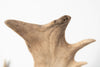 Pair Vintage Fallow Deer antlers (natually shed)