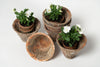 Antique French Pine Resin Terracotta pots