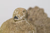 Pair Vintage French stone doves, circa 1950's