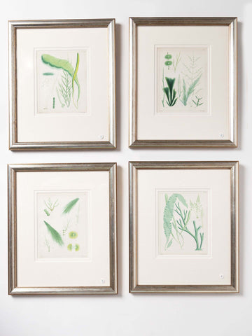 Antique 19th century hand coloured seaweed prints in bespoke silver gilt frames