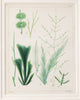 Antique 19th century hand coloured seaweed prints in bespoke silver gilt frames