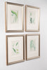Antique 19th century hand coloured seaweed prints in bespoke silver gilt frames