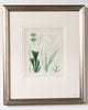 Antique 19th century hand coloured seaweed prints in bespoke silver gilt frames