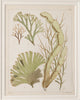 Antique 19th century hand coloured seaweed prints in bespoke silver gilt frames