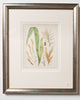 Antique 19th century hand coloured seaweed prints in bespoke silver gilt frames