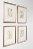 Antique 19th century hand coloured seaweed prints in bespoke silver gilt frames