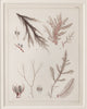 Antique 19th century hand coloured seaweed prints in bespoke silver gilt frames