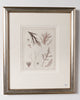 Antique 19th century hand coloured seaweed prints in bespoke silver gilt frames