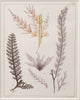 Antique 19th century hand coloured seaweed prints in bespoke silver gilt frames