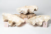 Large Vintage Ruffle giant clam shells