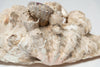 Large Vintage Ruffle giant clam shells
