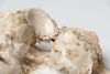 Large Vintage Ruffle giant clam shells