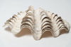 Large Vintage Ruffle giant clam shells
