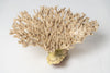 Large antique coral piece