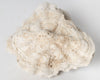 Antique natural brain coral