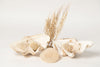 Beautiful Vintage Ruffle clam shells