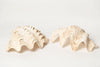 Beautiful Vintage Ruffle clam shells