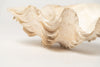 Beautiful Vintage Ruffle clam shells