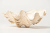 Beautiful Vintage Ruffled clam shells