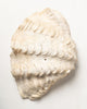 Beautiful Vintage Ruffle clam shells
