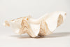 Beautiful Vintage Ruffle clam shells