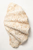 Beautiful Vintage Ruffled clam shells