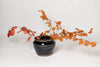 Vintage Chinese black glazed pot