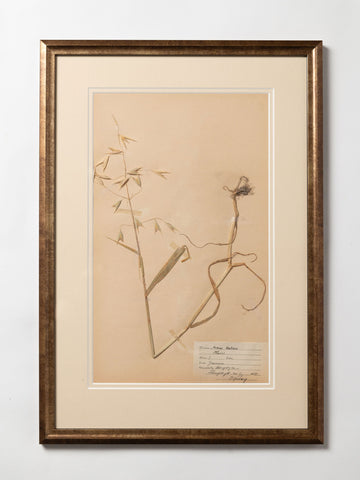 Antique Swedish Herbarium, dated 1924