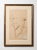 Antique Swedish Herbarium, dated 1924