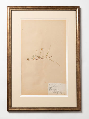 Antique Swedish herbarium, dated 1921