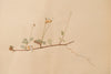 Antique Swedish herbarium, dated 1921