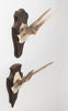 Vintage deer antlers on wooden shield