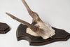 Vintage deer antlers on wooden shield