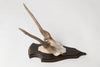 Vintage deer antlers on wooden shield