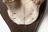Vintage deer antlers on wooden shield