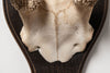 Vintage deer antlers on wooden shield