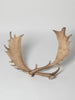 Pair Vintage Fallow Deer antlers (natually shed)
