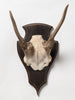 Vintage deer antlers on wooden shield