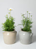 Vintage French Confit pots from Digoin, Burgundy