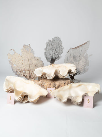 Large Vintage Ruffle giant clam shells