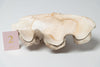 Large Vintage Ruffle giant clam shells