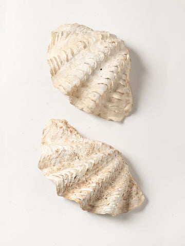 Beautiful Vintage Ruffle clam shells