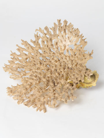Large antique coral piece