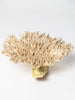 Large antique coral piece